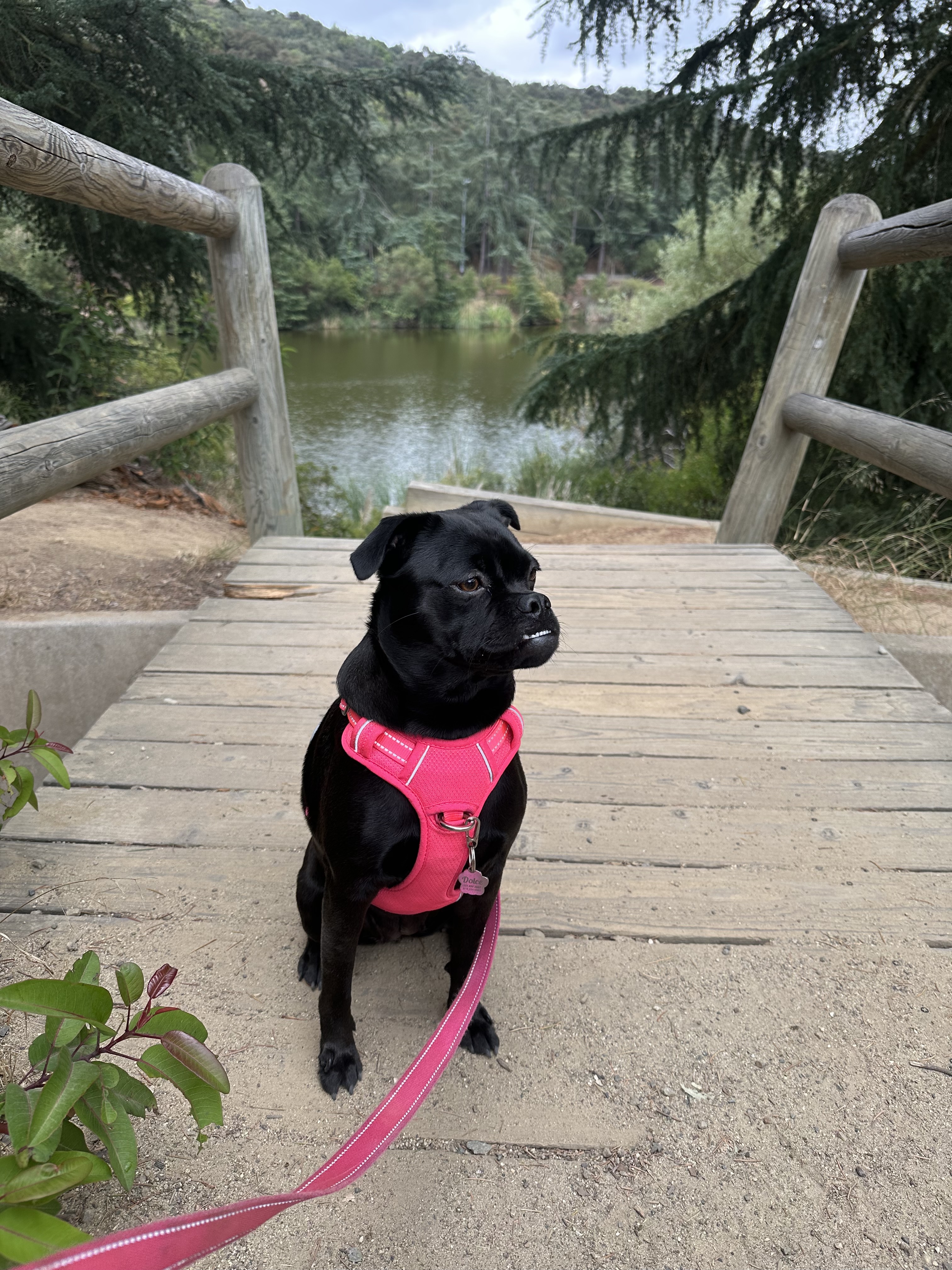 Dolce setting the pace by the edge of the pond.
